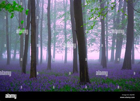 Ashridge Woods Bluebells - Buckinghamshire Stock Photo - Alamy