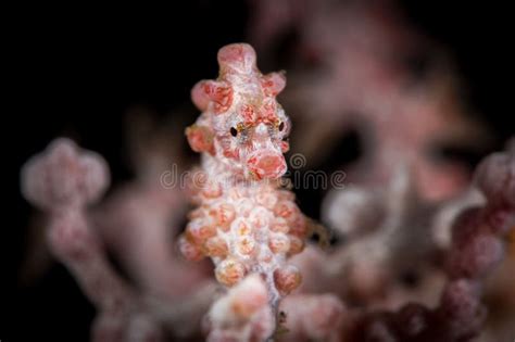 Up Of Vibrant Coral On A Dark Ocean Floor Stock Photo Image Of