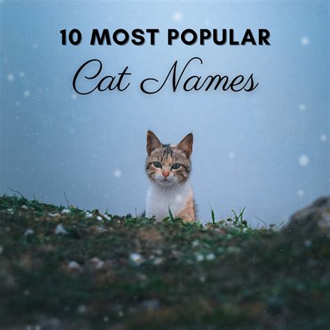 10 Most Popular Unisex Cat Names In America PetHelpful