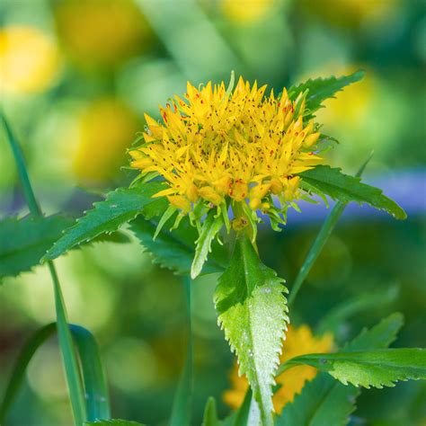 Rhodiola St Francis Herb Farm