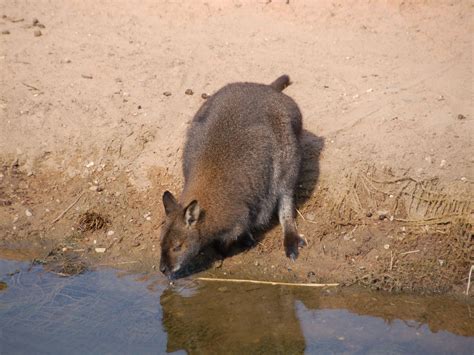 The Online Zoo - Red-necked Wallaby