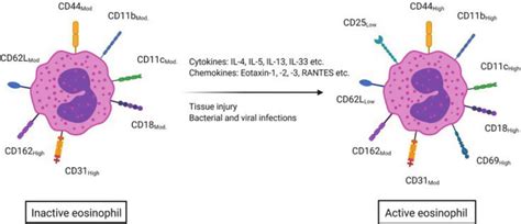 Eosinophil Activation Pattern Adapted From Jacobs Et Al 11 Upon Download Scientific