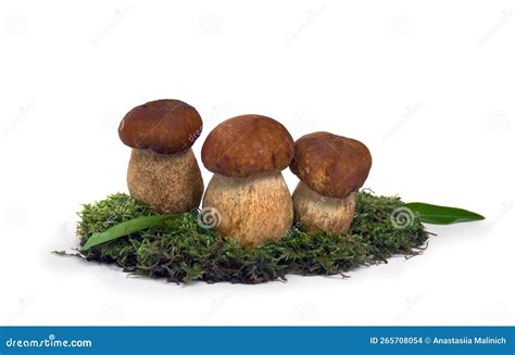 Hongos Blancos Crudos Boletus Edulis En Musgo Sobre Fondo Blanco Foto