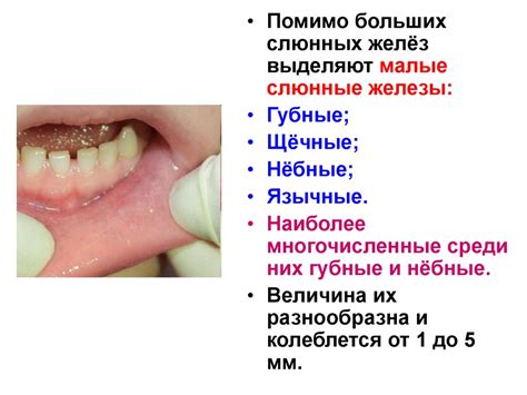 Анатомия и физиология больших пищеварительных желёз: поджелудочная ...