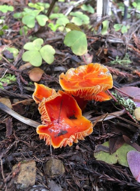 Types Of Orange Mushrooms With Pictures Identification Guide