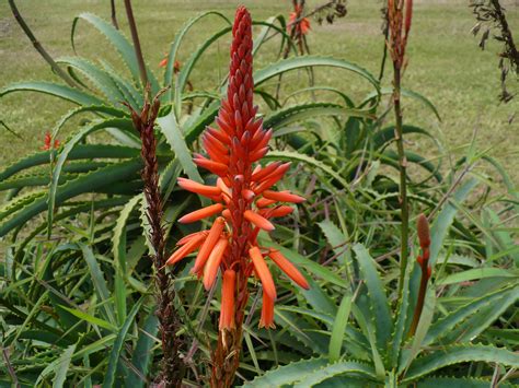 Aloe Arborescens Asphodelaceae Image 189953 At PhytoImages Siu Edu