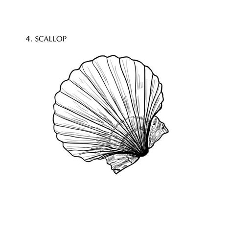 Scallop Drawing Shell Tattoos Sketchbook Prompts Drawings