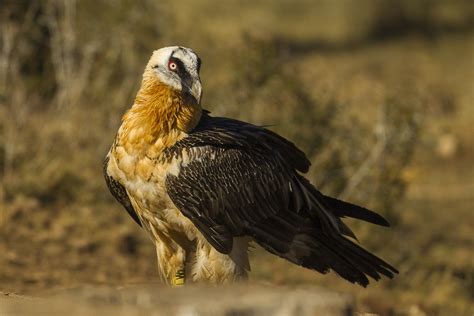 Quebrantahuesos Gypaetus Barbatus Picture Bird