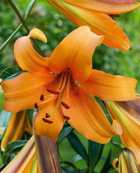 Lilia Drzewiasta Orange Space Wild Lilly Cebulki Kwiaty Pl