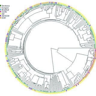 Phylogeny tree of all plant species used in this study. Plants in ...