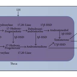 (PDF) The Role of Androgen Hormones in Early Follicular Development