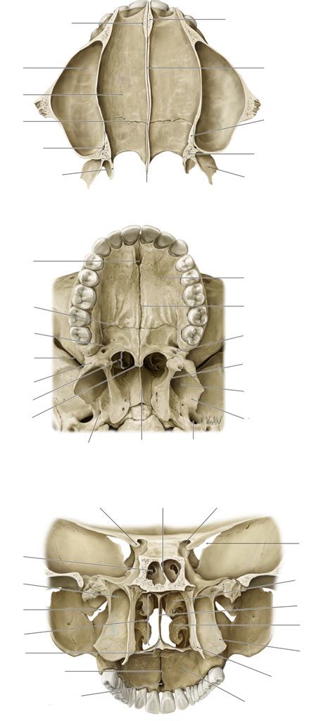 Os palatinum Diagram | Quizlet