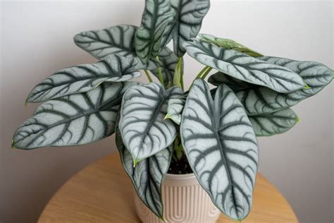 How To Grow And Care For Alocasia Silver Dragon