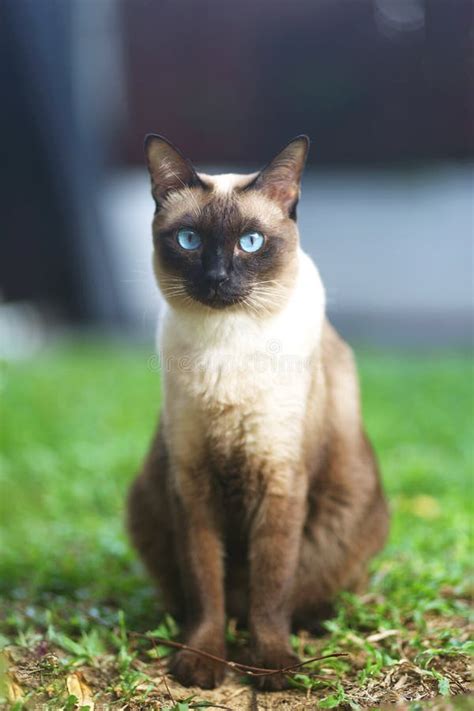 Gato Siamês Olhos Azuis Sentados Sobre Grama Verde No Jardim Gato