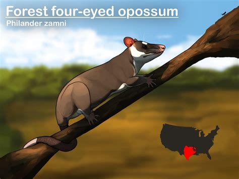 The Unusual Marsupials Of North And South America Rspeculativeevolution