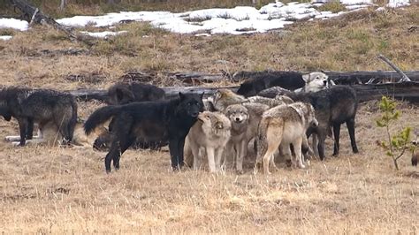 Lucky Yellowstone Tourist Got Rare Video Of Wapiti Lake Wolf Pack