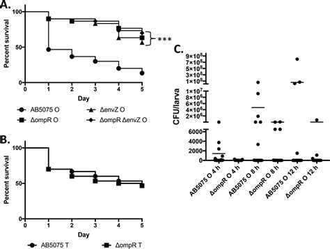 An Ompr Envz Two Component System Ortholog Regulates Phase Variation