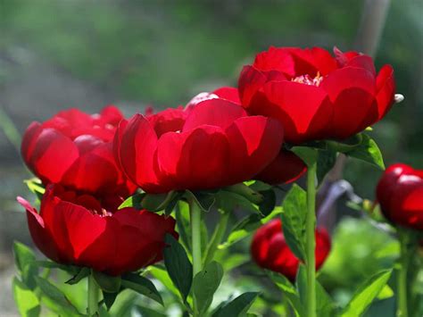 What Colors Do Peonies Come In? - Plantglossary