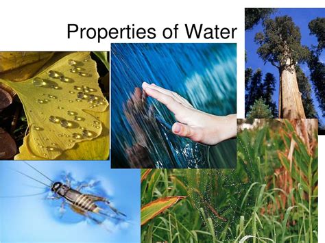 Ppt Properties Of Water Powerpoint Presentation Free Download Id638265