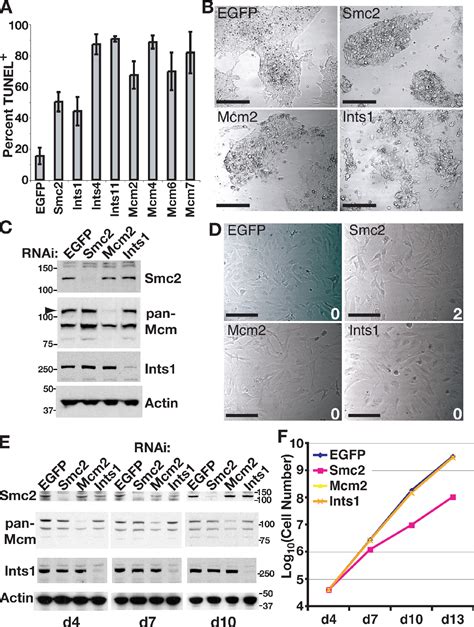 Figure 1 From Condensin Complexes Regulate Mitotic Progression And