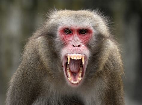 Un macaco irá a Marte en la próxima expedición rusa