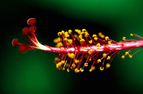 Hibiscus | Description, Species, & Uses | Britannica