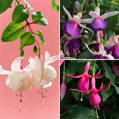 Award Winning Trailing Fuchsias Plants Richard Jackson Garden