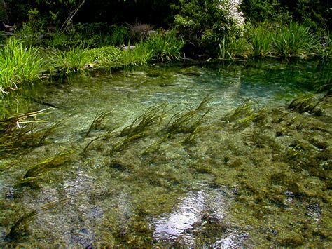 Ichetucknee Springs State Park Florida Hikes