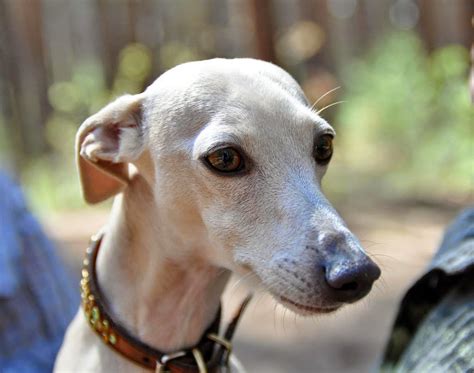 PERROS DE RAZA: GALGO ITALIANO