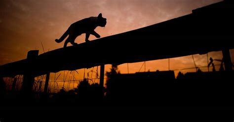 Landen Katzen Wirklich Immer Auf Den Pfoten