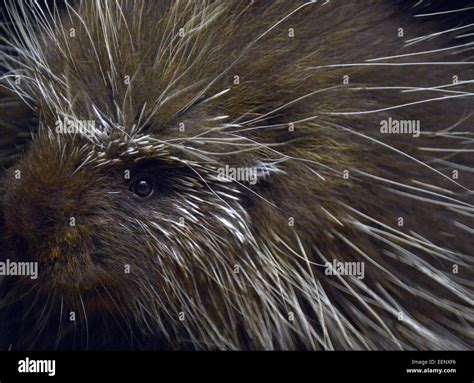 New world porcupine hi-res stock photography and images - Alamy