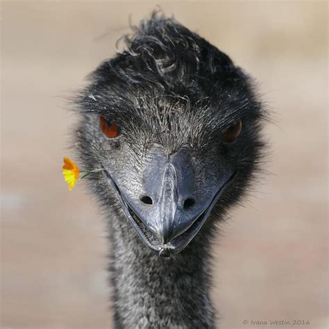 Happy Emu Photograph by Ivana Westin | Pixels