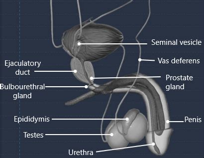 Draw A Labelled Diagram Of The Human Male Reproductive System With The