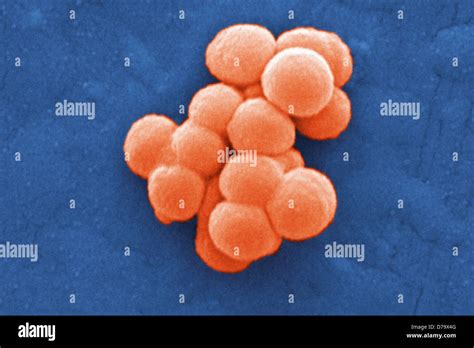 Streptococcus Bacteria Sem Fotografías E Imágenes De Alta Resolución Alamy