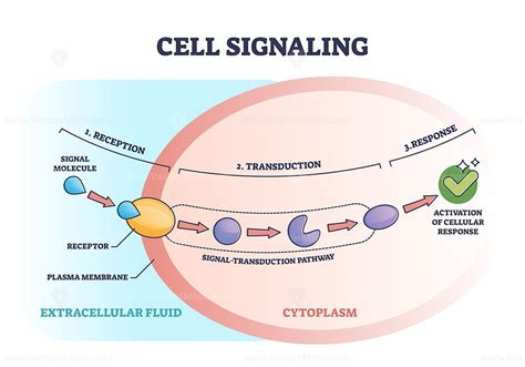 Cell Or Bio Signaling With Signal Molecule Pathway Stages Outline