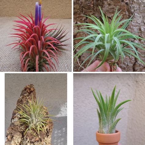 Amazon Cts Air Plants Tillandsia Ionantha Assorted Pack Patio