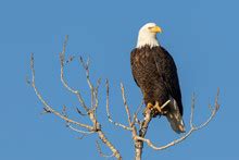 Bald Eagle Perched Free Stock Photo Public Domain Pictures