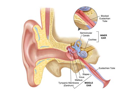 Clogged Ears (Stopped Up Ear): 7 Instant Ways to Unclog/Fix