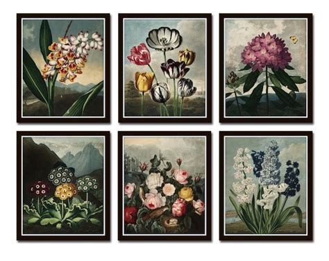 Vintage Botanical Print Set Of 12 Cottagecore Botanical Illustrations