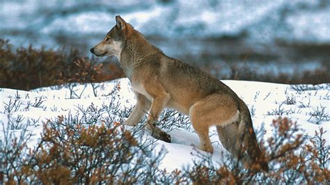 Gray Wolf Wildlife Wild Alaska Live