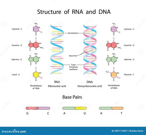 Moleculaire Structuur Van Dna En Rna Illustratie Van Infografische