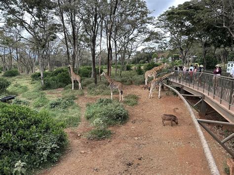 Nairobi National Park Elephant Orphanage Giraffe Center Tour