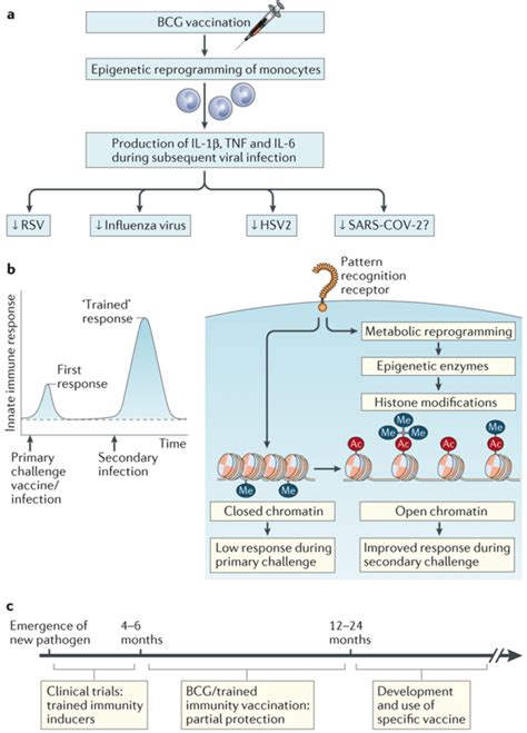 Bcg Induced Trained Immunity And Covid 19 Immunopaedia