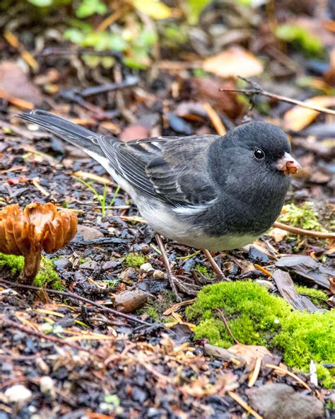 Dark-eyed Junco (Slate-colored)