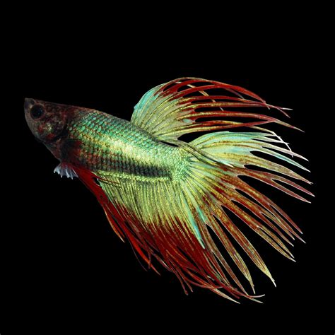 Green Male Crowntail Betta Petco