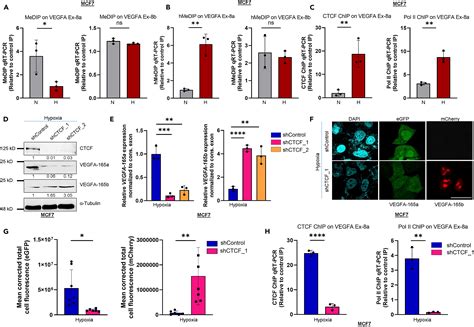 Hypoxia Induced Loss Of Srsf Dependent Dna Methylation Promotes Ctcf