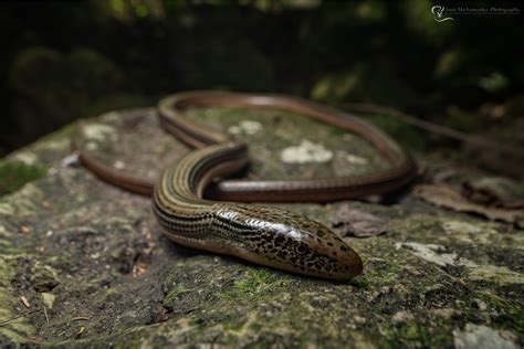 Lagartija Sin Patas De Veracruz Fauna Del Municipio De Atoyac