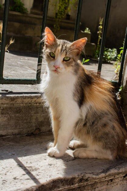 Adorable gato doméstico gato callejero retrato de un gato callejero