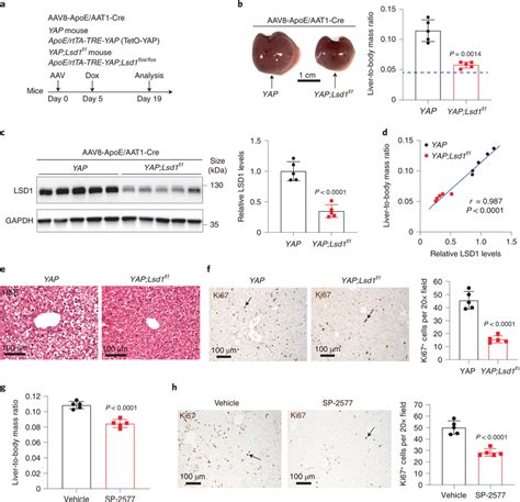 Lsd Suppression Inhibits Yap Induced Overgrowth In Mouse Liver A