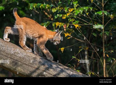 Eurasian Lynx Lynx Lynx Juvenile Walking Down Fallen Tree Trunk In